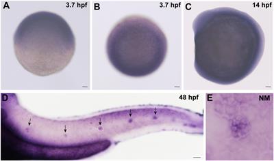 Cingulin b Is Required for Zebrafish Lateral Line Development Through Regulation of Mitogen-Activated Protein Kinase and Cellular Senescence Signaling Pathways